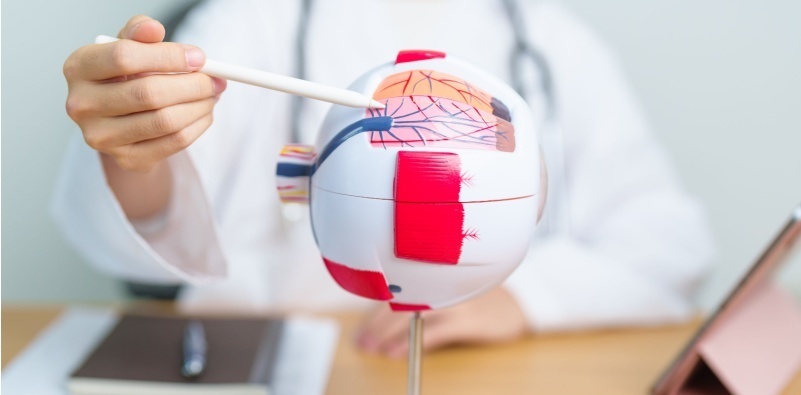 Image of eye doctor pointing at a section of a model of the eye anatomy