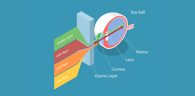 An illustration of an eyeball, showcasing how UV rays penetrate the eye